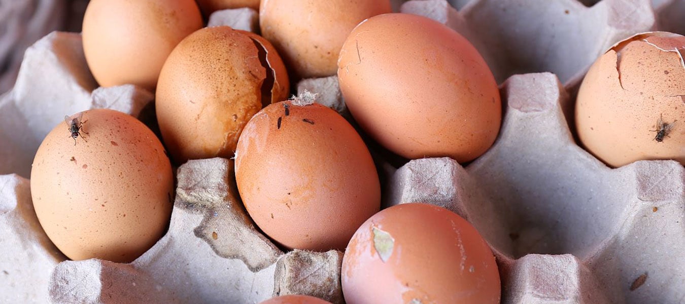 rotten eggs smell